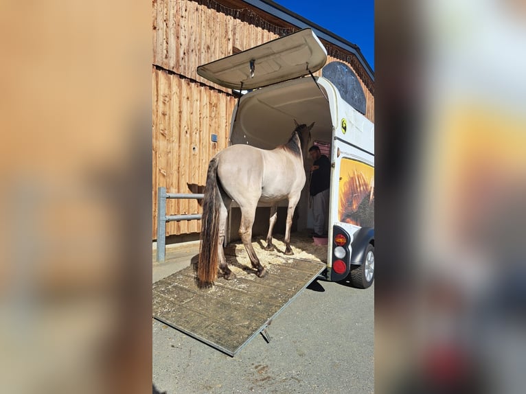 Mustang (amerikanisch) Stute 4 Jahre 160 cm Grullo in Elterlein