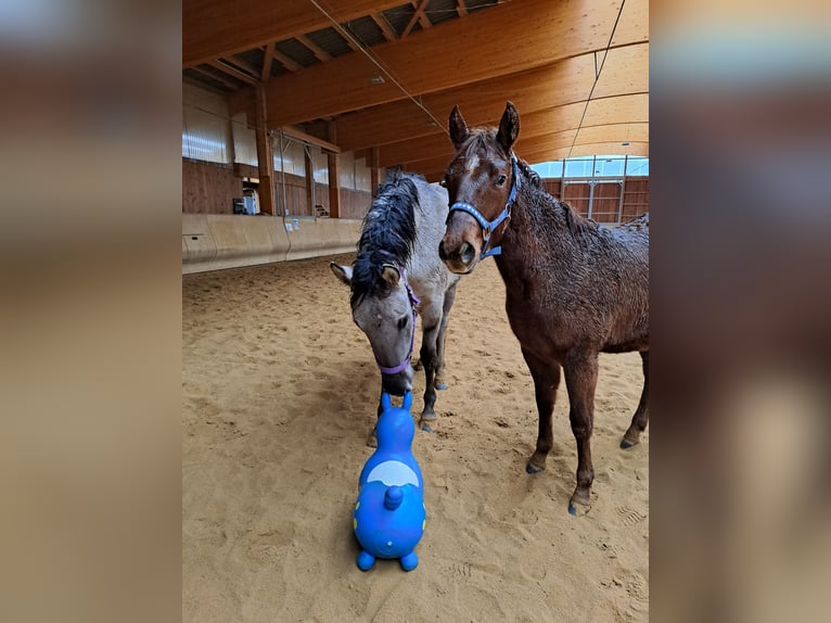 Mustang (amerikanisch) Stute 4 Jahre 160 cm Grullo in Elterlein