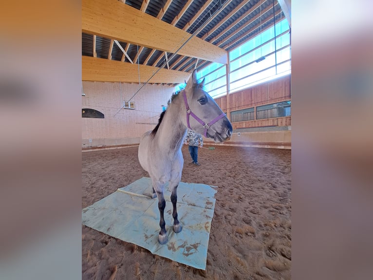 Mustang (amerikanisch) Stute 4 Jahre 160 cm Grullo in Elterlein