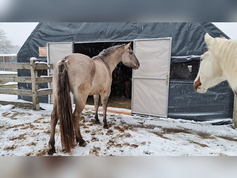 Mustang (amerikanisch) Stute 4 Jahre 160 cm Grullo in Elterlein