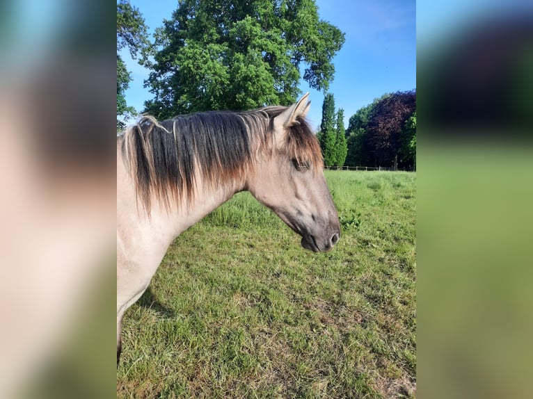 Mustang (amerikanisch) Stute 4 Jahre 160 cm Grullo in Elterlein