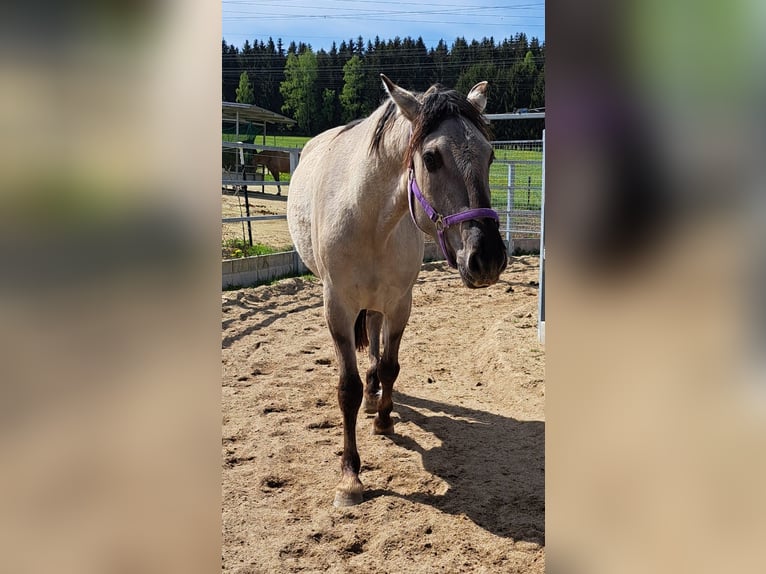 Mustang (amerikanisch) Stute 4 Jahre 160 cm Grullo in Elterlein