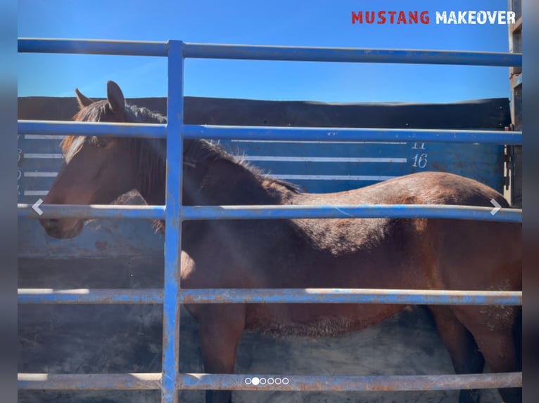 Mustang (amerikanisch) Stute 4 Jahre Brauner in Taunusstein