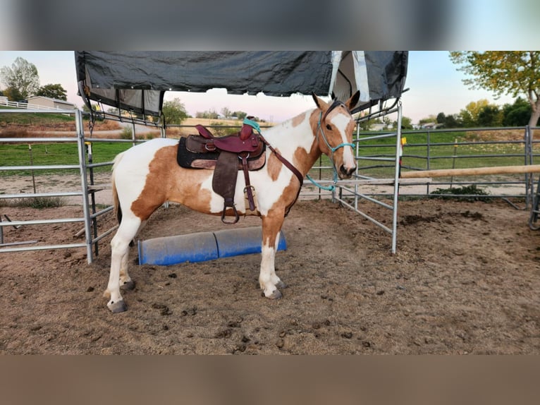 Mustang (amerikanisch) Stute 5 Jahre 156 cm Tovero-alle-Farben in USA