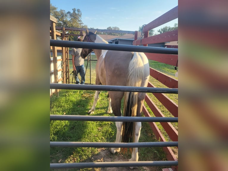 Mustang (amerikanisch) Stute 6 Jahre 149 cm Grullo in Kirchheim unter Teck