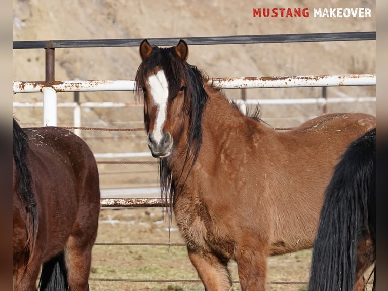 Mustang (amerikanisch) Stute 6 Jahre 152 cm Falbe in Taunusstein