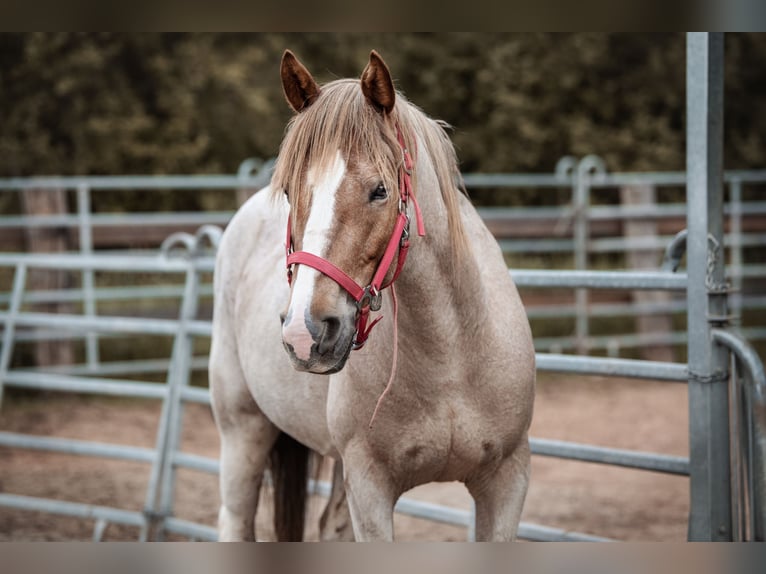 Mustang (amerikanisch) Stute 8 Jahre 150 cm Roan-Red in Seeburg