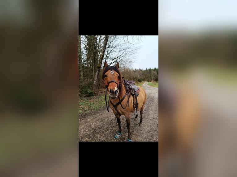 Mustang (amerikanisch) Mix Stute 9 Jahre 138 cm Falbe in K&#xF6;ln