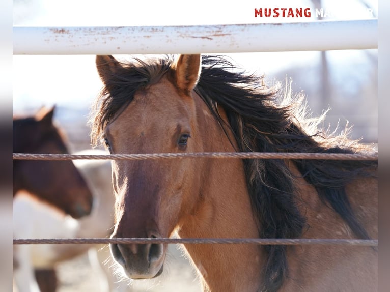 Mustang (amerikanisch) Stute 9 Jahre 149 cm Falbe in Taunusstein