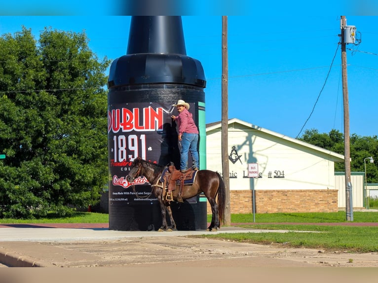 Mustang (amerikanisch) Wallach 10 Jahre 142 cm Grullo in Stephenville TX