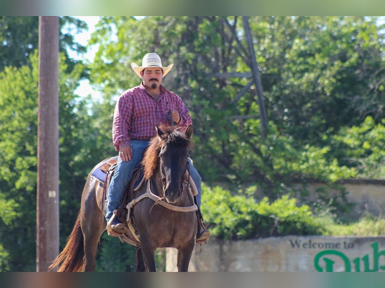 Mustang (amerikanisch) Wallach 10 Jahre 142 cm Grullo in Stephenville TX