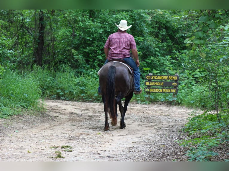 Mustang (amerikanisch) Wallach 10 Jahre 142 cm in Stephenville TX