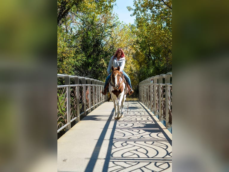 Mustang (amerikanisch) Wallach 11 Jahre 152 cm Dunkelfuchs in Fort Collins, CO