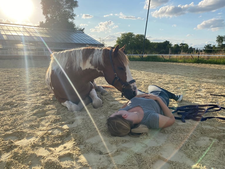 Mustang (amerikanisch) Wallach 12 Jahre 151 cm Schecke in Ratingen