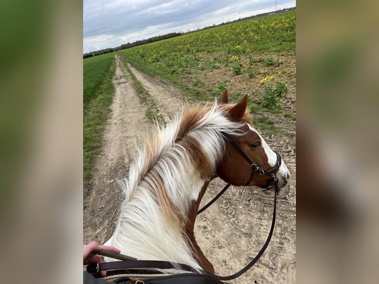 Mustang (amerikanisch) Wallach 12 Jahre 151 cm Schecke in Ratingen