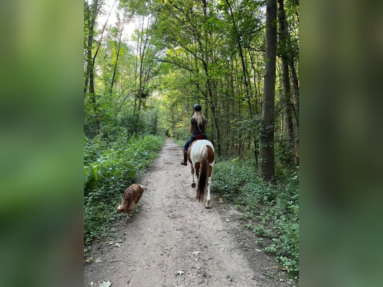 Mustang (amerikanisch) Wallach 12 Jahre 151 cm Schecke in Ratingen