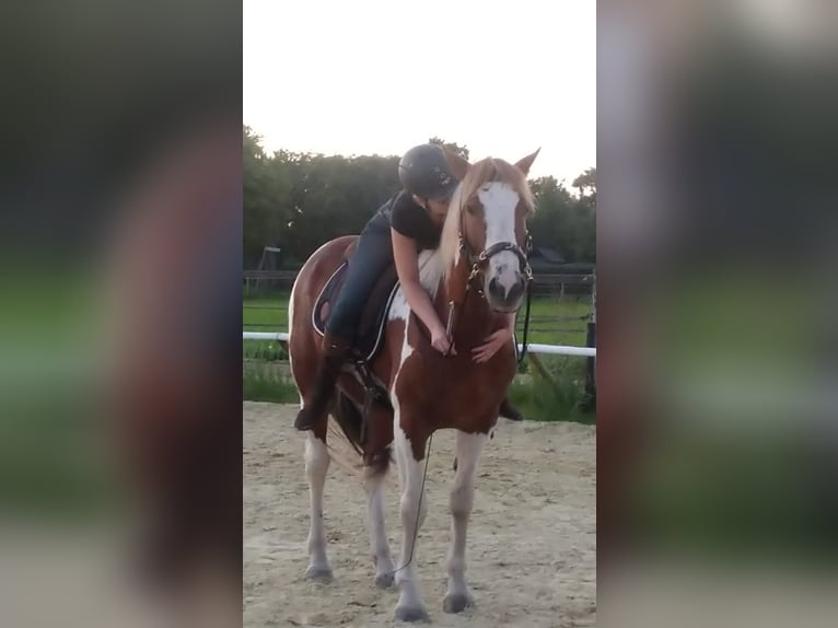 Mustang (amerikanisch) Wallach 12 Jahre 151 cm Schecke in Ratingen