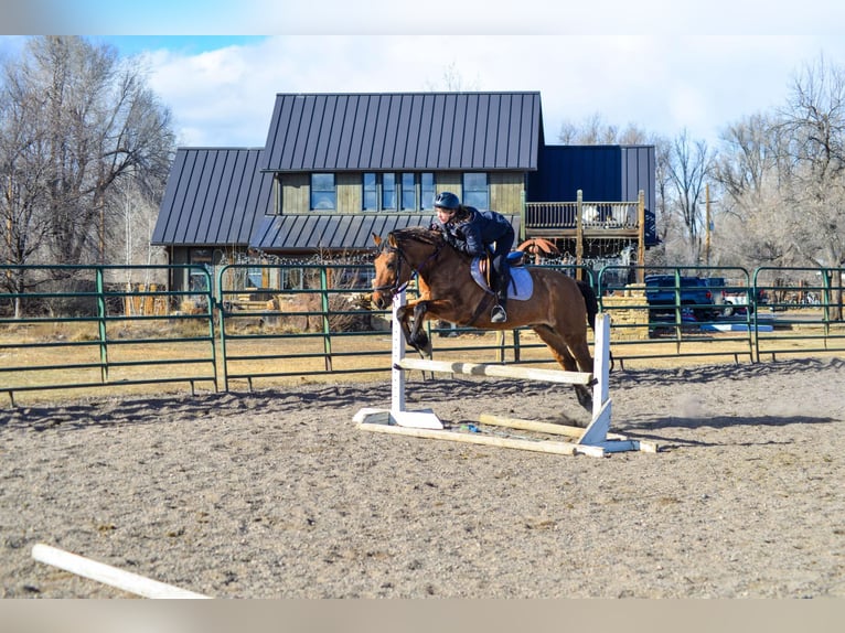 Mustang (amerikanisch) Wallach 13 Jahre 157 cm Falbe in Fort Collins, CO