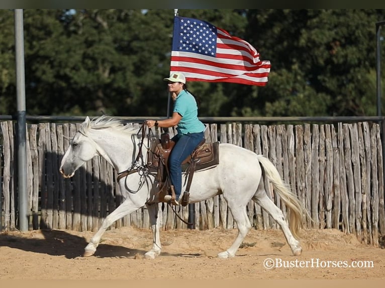 Mustang (amerikanisch) Wallach 13 Jahre Schimmel in Weatherford, TX