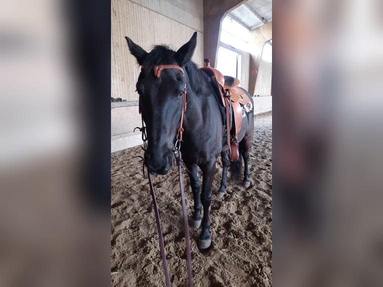 Mustang (amerikanisch) Wallach 14 Jahre 150 cm Rappe in Sendenhorst