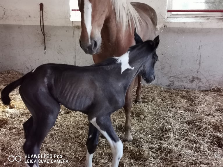 Mustang (amerikanisch) Mix Wallach 1 Jahr 160 cm Tobiano-alle-Farben in betteldorf