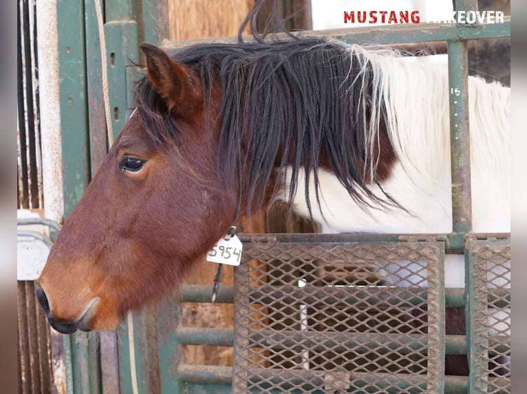 Mustang (amerikanisch) Wallach 4 Jahre 149 cm Schecke in Taunusstein