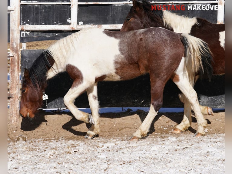 Mustang (amerikanisch) Wallach 4 Jahre 149 cm Schecke in Taunusstein