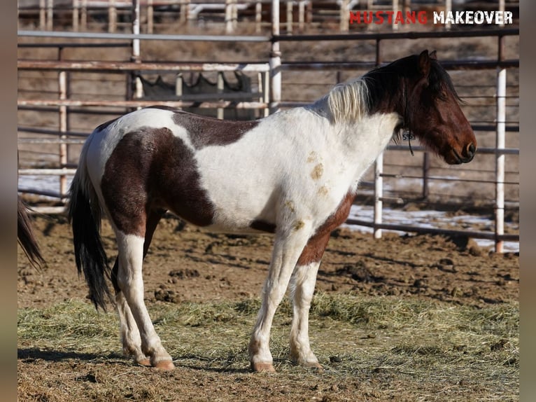 Mustang (amerikanisch) Wallach 4 Jahre 149 cm Schecke in Taunusstein