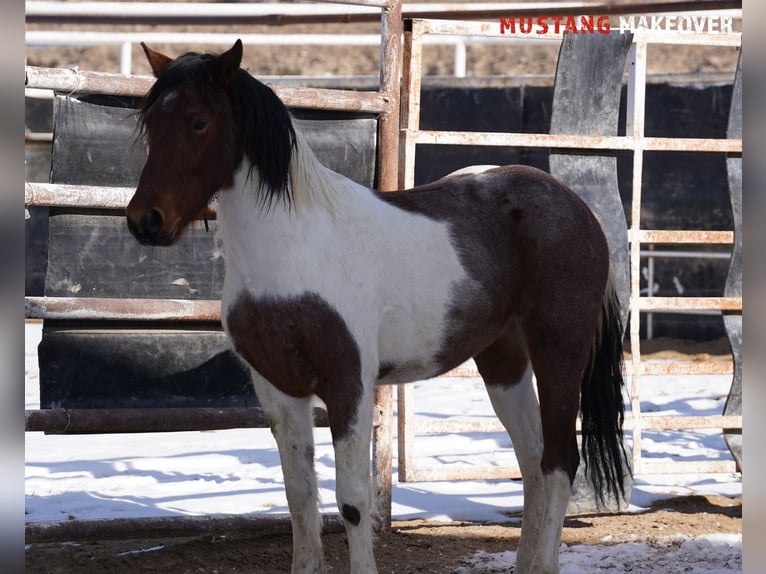 Mustang (amerikanisch) Wallach 4 Jahre 149 cm Schecke in Taunusstein