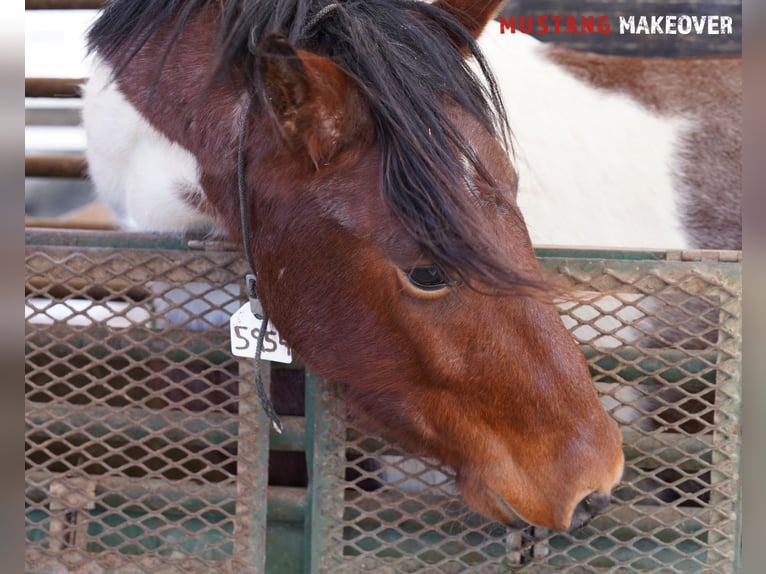 Mustang (amerikanisch) Wallach 4 Jahre 149 cm Schecke in Taunusstein