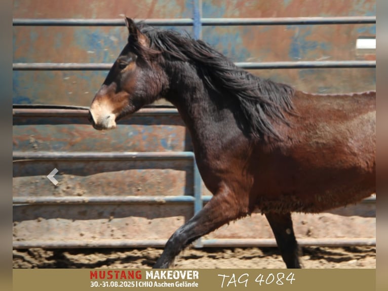 Mustang (amerikanisch) Wallach 4 Jahre 153 cm Dunkelbrauner in Taunusstein