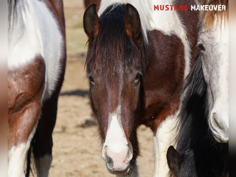 Mustang (amerikanisch) Wallach 4 Jahre 153 cm Schecke in Taunusstein