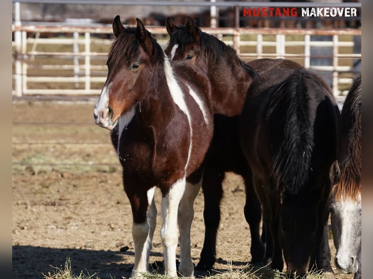 Mustang (amerikanisch) Wallach 4 Jahre 153 cm Schecke in Taunusstein