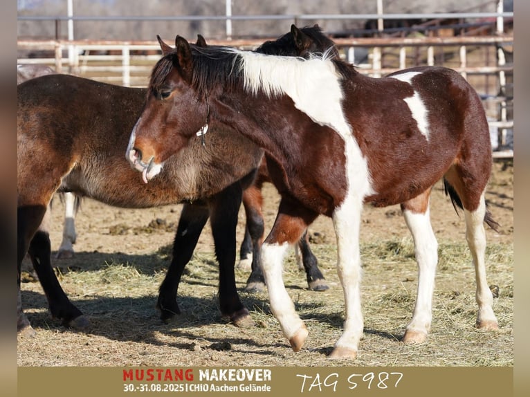 Mustang (amerikanisch) Wallach 4 Jahre 153 cm Schecke in Taunusstein