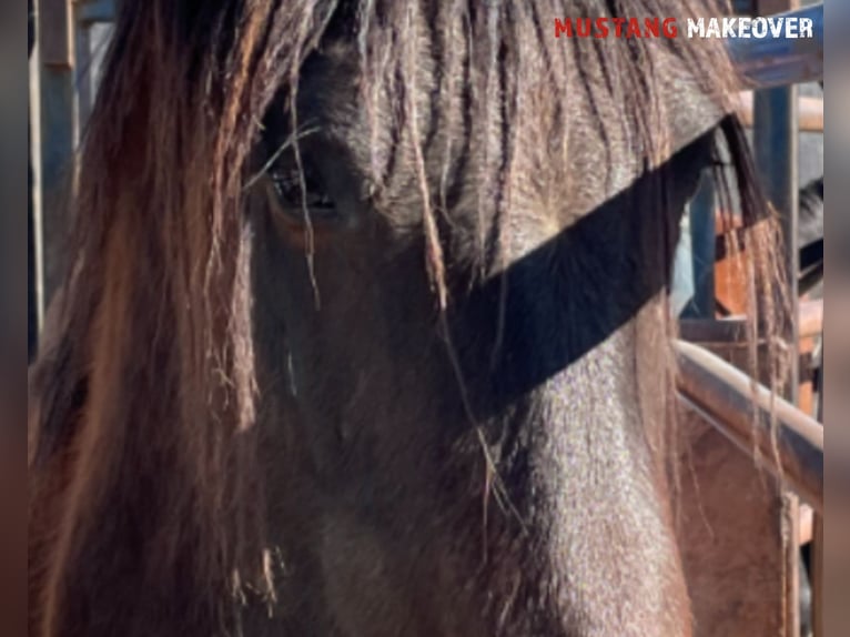 Mustang (amerikanisch) Wallach 5 Jahre 150 cm Brauner in Taunusstein