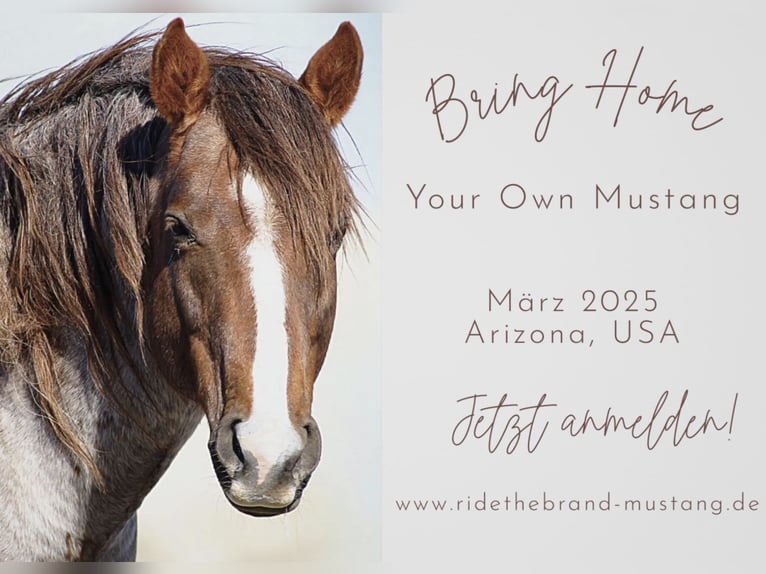 Mustang (amerikanisch) Wallach 5 Jahre 152 cm Brauner in Sierra Vista, Arizona