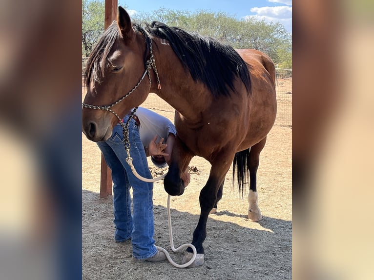 Mustang (amerikanisch) Wallach 5 Jahre 152 cm Brauner in Sierra Vista, Arizona