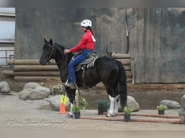 Mustang (amerikanisch) Wallach 6 Jahre 147 cm Rappe in Weatherford, TX