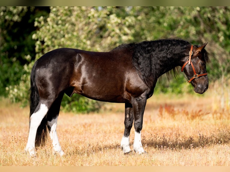 Mustang (amerikanisch) Wallach 6 Jahre 147 cm Rappe in Weatherford, TX