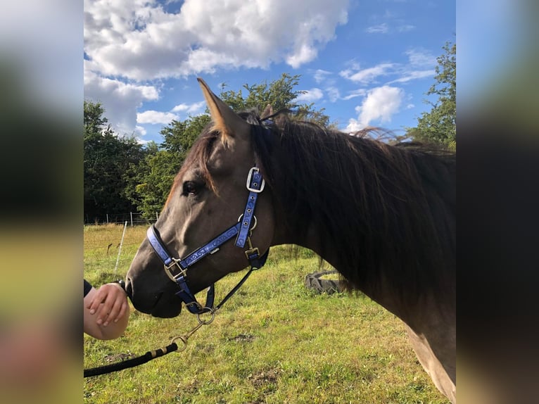 Mustang (amerikanisch) Wallach 7 Jahre 160 cm Grullo in Stoholm