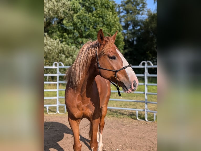 Mustang (amerikanisch) Wallach 8 Jahre 150 cm Fuchs in Taunusstein