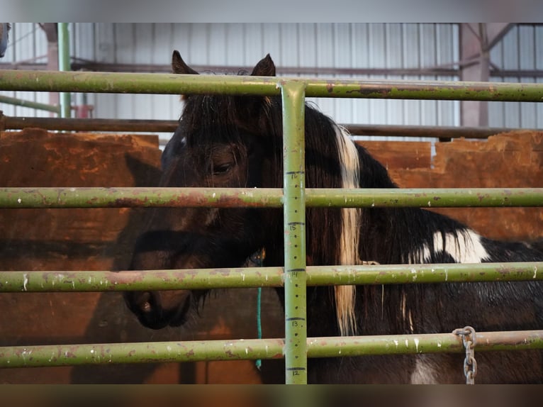 Mustang (amerikanisch) Wallach 8 Jahre 150 cm Tobiano-alle-Farben in Kasterlee