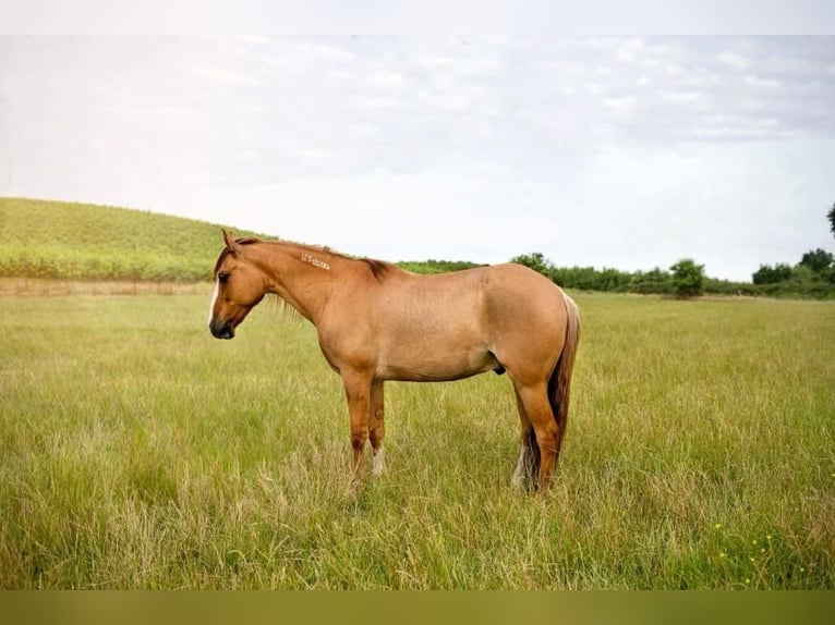 Mustang (amerikanisch) Wallach 9 Jahre 140 cm Red Dun in Waterford, CA
