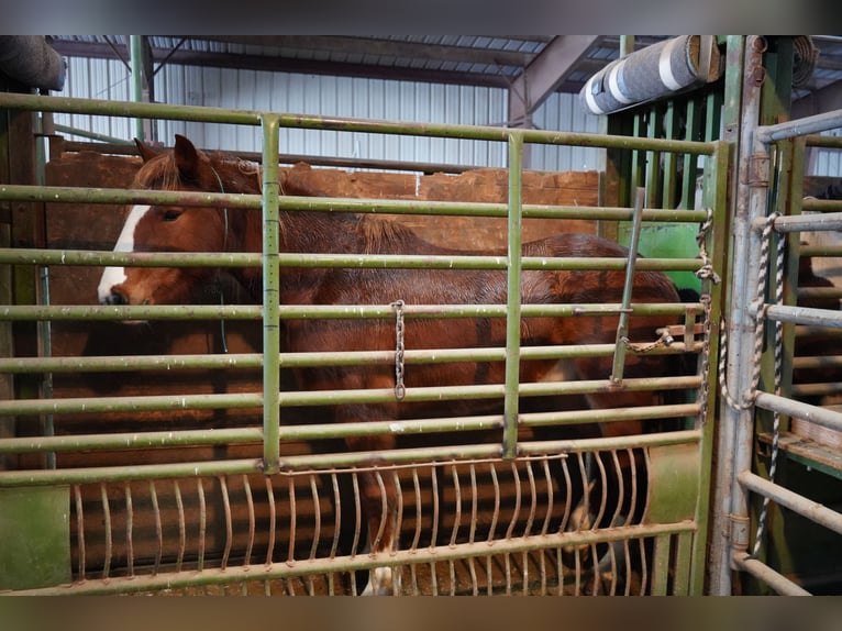 Mustang (amerikanisch) Wallach 9 Jahre 150 cm Fuchs in Taunusstein