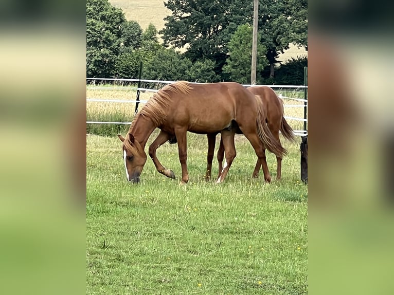 Mustang (amerikansk) Hingst 1 år 155 cm fux in Weiden i.d.Opf