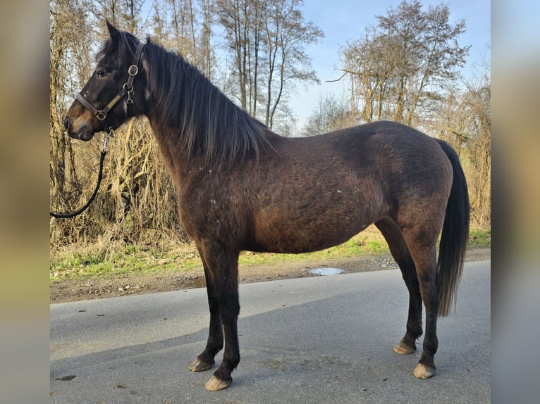 Mustang (amerikansk) Blandning Sto 4 år 148 cm Mörkbrun in Jesendorf