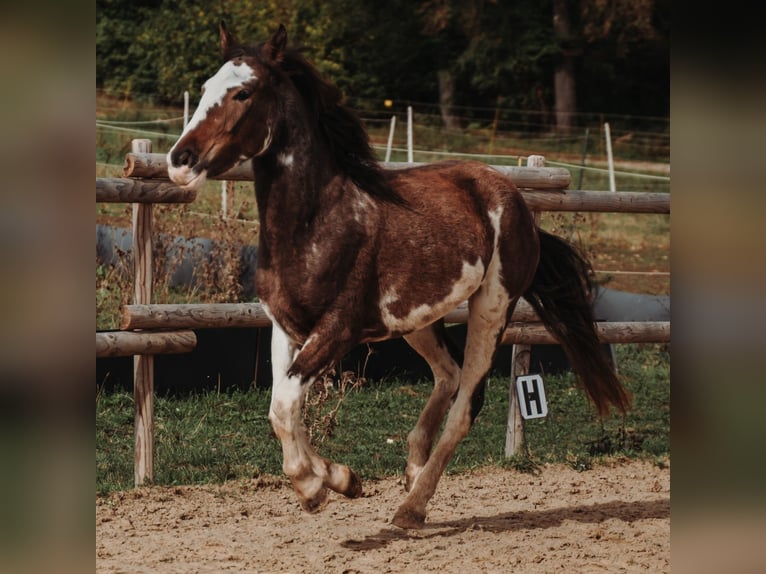 Mustang (amerikansk) Sto 4 år 148 cm Sabino in Kirchheim unter Teck