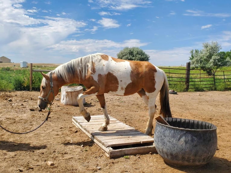 Mustang (amerikansk) Sto 5 år 156 cm Tovero-skäck-alla-färger in USA