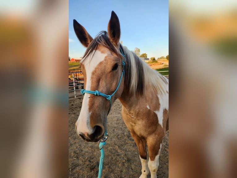 Mustang (amerikansk) Sto 5 år 156 cm Tovero-skäck-alla-färger in USA