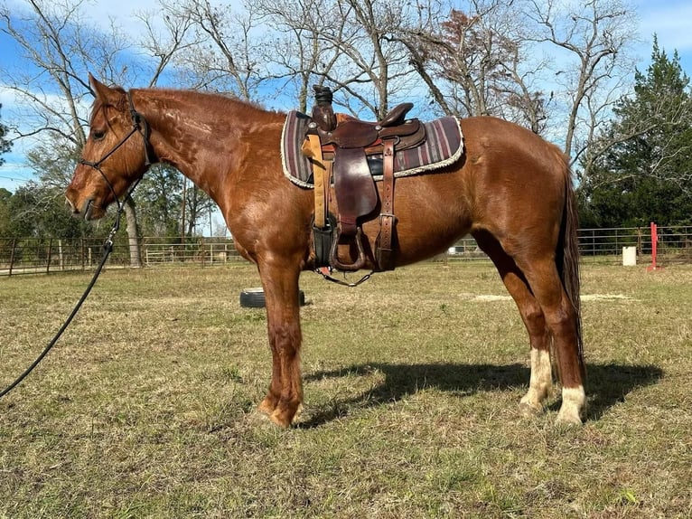 Mustang (amerikansk) Sto 7 år 145 cm fux in Amerika